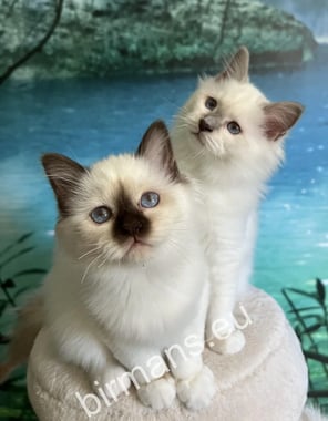 The Sacred Cat of Burma: A Complete Guide to the Gentle Birman