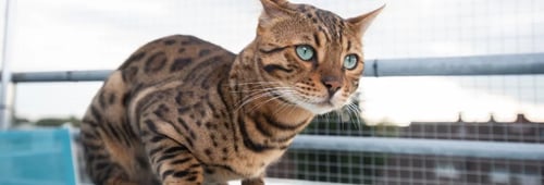 The Bengal Cat: A Miniature Leopard with a Heart of Gold