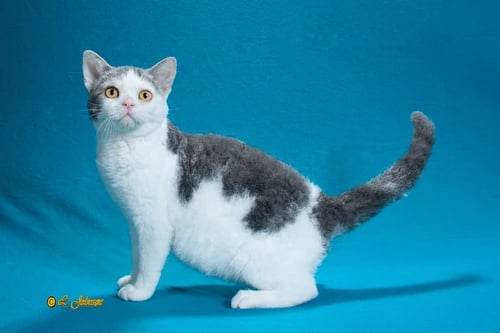 The American Wirehair: A Rare Gem with a Remarkable Coat