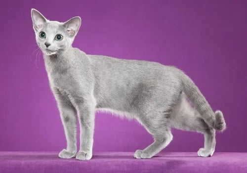 The Russian Blue: A Gentle Aristocrat with a Silver Coat