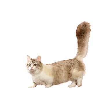 The Munchkin Cat: A Bundle of Joy on Short Legs