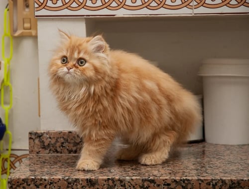 The Persian Cat: A Regal and Gentle Companion of Unmatched Elegance