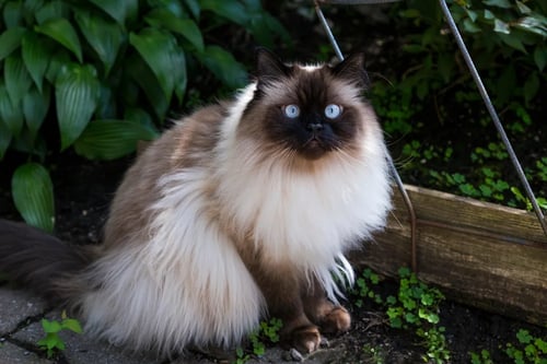 The Himalayan Cat: A Gentle Soul with a Stunning Pointed Coat