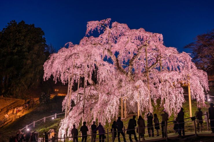 日本3大桜の1つ！「三春滝桜」の見頃はいつ？