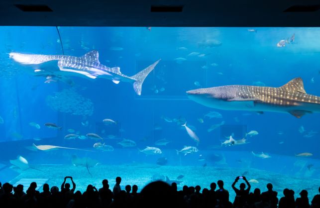 住所：沖縄県国頭郡本部町石川424