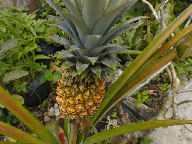 住所：沖縄県名護市為又1195