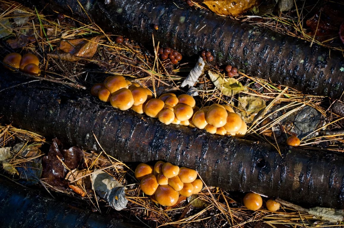 秋の味覚狩り体験！きのこ狩りや柿狩りで日本の自然とつながろう