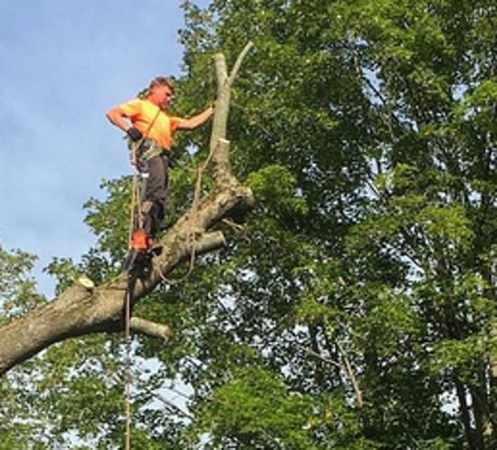 Arborist working in a tree canopy