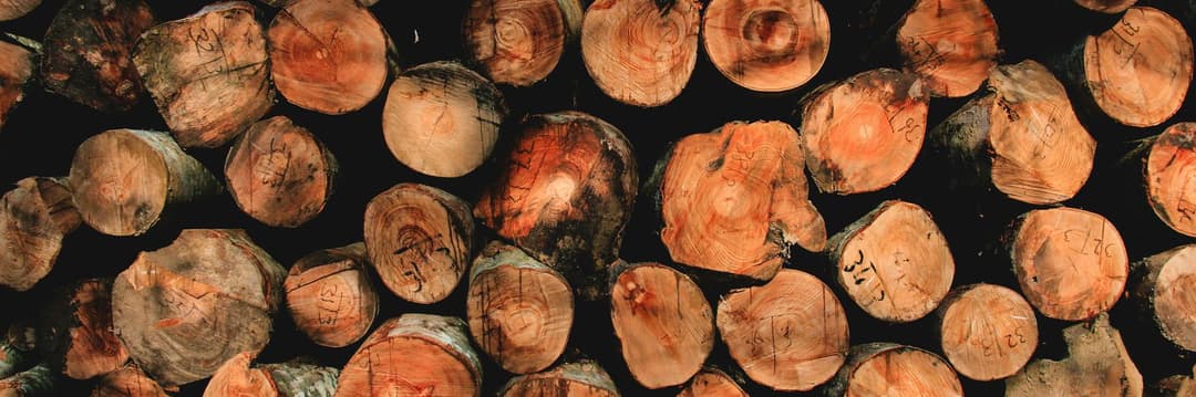 Freshly cut log ends after a removal