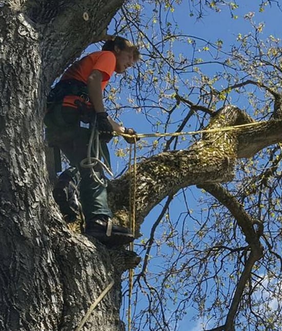 Arborist pruning branches while climbing a tree