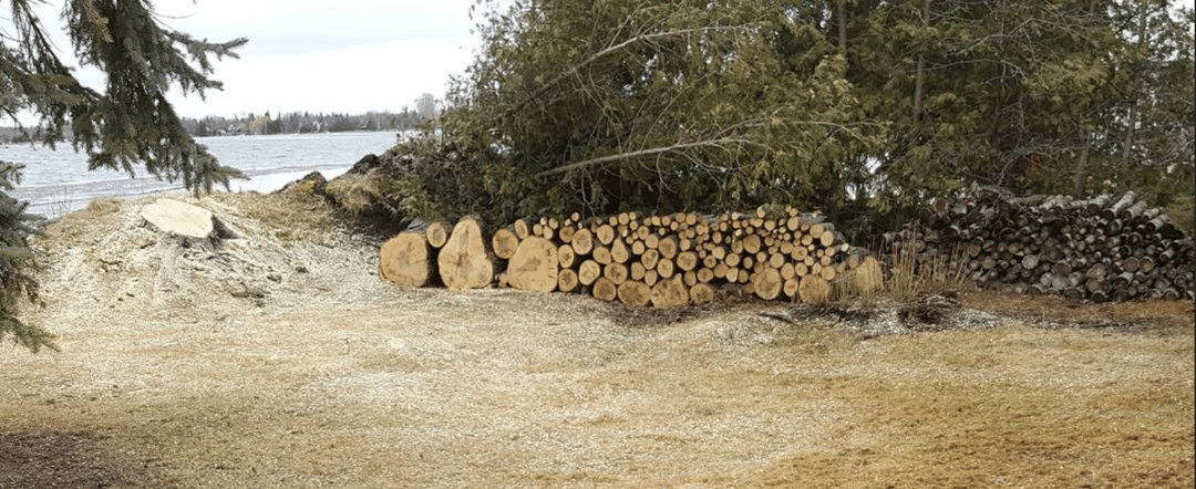 Tree sections neatly staged after storm cleanup