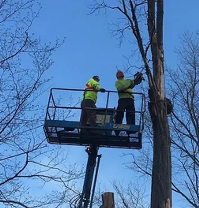 Timberfell aerial lift crew taking down a tree