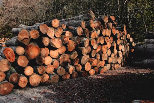 Tree sections staged neatly after storm cleanup