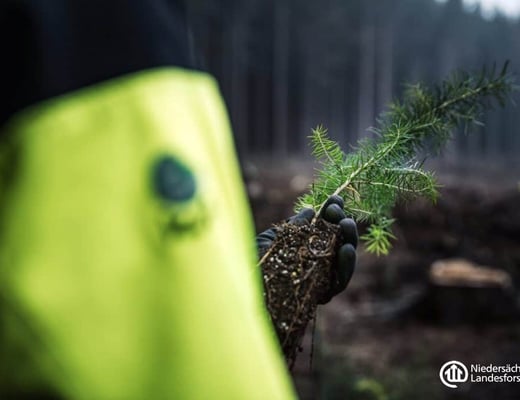 Niedersächsische Landesforsten Pflanzstandort, Foto 7 von 12