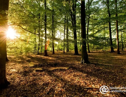 Niedersächsische Landesforsten Pflanzstandort, Foto 1 von 12