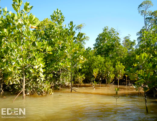 Eden Reforestation Projects Pflanzstandort, Foto 5 von 12