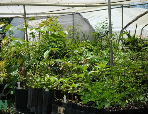 ReForest Now Pflanzstandort, Foto 8 von 12