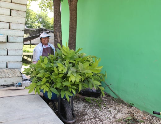 Plant-for-the-Planet Pflanzstandort, Foto 3 von 12