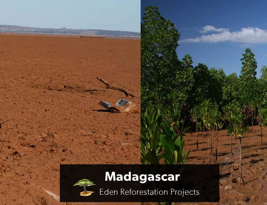 Eden Reforestation Projects Pflanzstandort, Foto 9 von 12