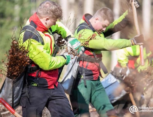 Niedersächsische Landesforsten Pflanzstandort, Foto 8 von 12