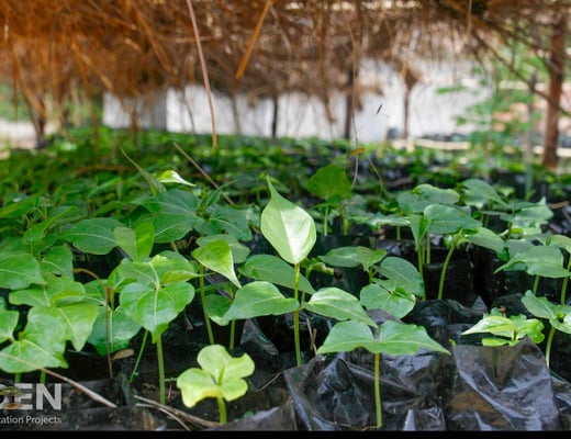 Eden Reforestation Projects Pflanzstandort, Foto 4 von 12