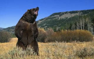 Woman Stops Deadly Grizzly Attack