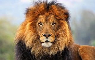 Cultivating Fearlessness with the Power of Meditation