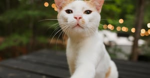 Tennessee Parking Information