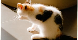 Chicago Tri-Taylor Parking