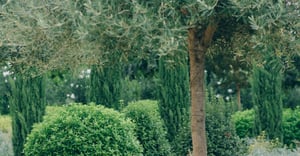 Chicago Humboldt Park Parking