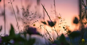 Chicago Eden Green Parking