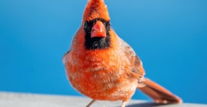 Indiana Parking Information