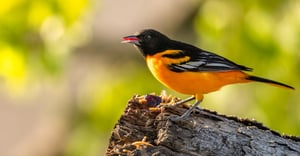 Baltimore Parking Information