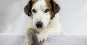 Chicago Chatham Parking