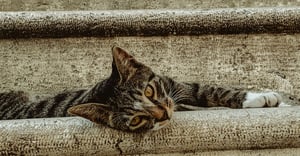 Chicago Sleepy Hollow Parking