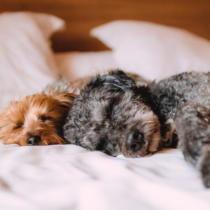 Dog Pet Policy Realestate Blog 300 X 300 1 demonstrating ParqEx's smart parking technology in action.