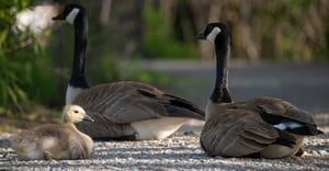 Missoula Parking Information