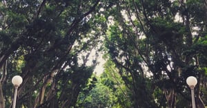 Chicago Hyde Park Parking