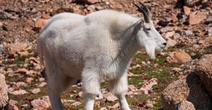 Idaho Parking Information