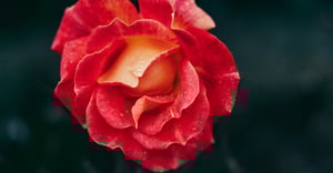 Chicago Altgeld Gardens Parking