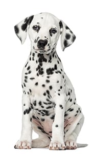 08146437 E 8 F 2 447 A 8 F 75 Ebb 6 F 308 Ae 69 demonstrating ParqEx's smart parking technology in action.