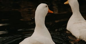 Chicago Kosciuszko Park Parking