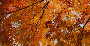 Eugene Parking Information