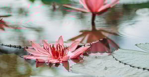 Chicago Avondale Gardens Parking