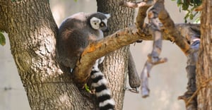 Texas Parking Information