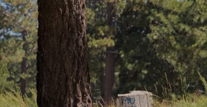 Chicago Wrightwood Parking