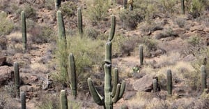 Tucson Parking Information