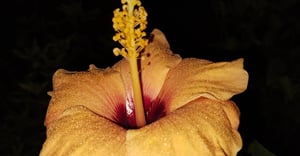 Chicago Ravenswood Gardens Parking