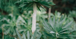 Las Vegas Parking Information