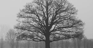 Chicago Sheridan Park Parking